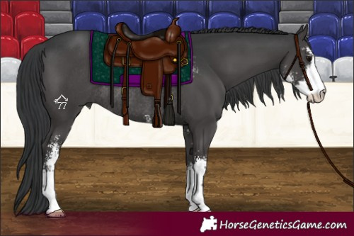 Horse Color:Black Sabino Rabicano 