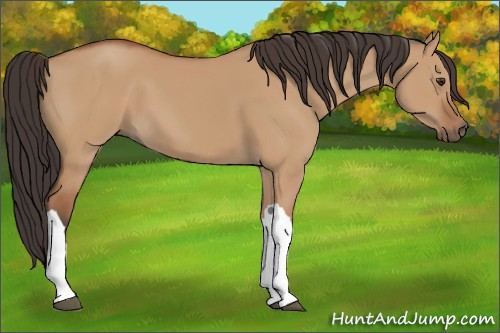 Horse Color:Bay Dun 