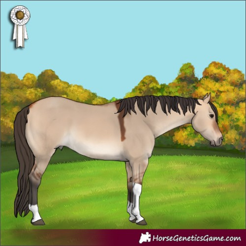 Horse Color:Bay Dun Tobiano 