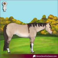 Horse Color:Bay Dun Tobiano 