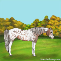 Horse Color:Brown Splash Tobiano Appaloosa  and Silver Brown Splash Tobiano Appaloosa 
