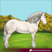 Horse Color:Palomino Pearl Dun Splash 