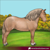 Horse Color:Chestnut Pearl