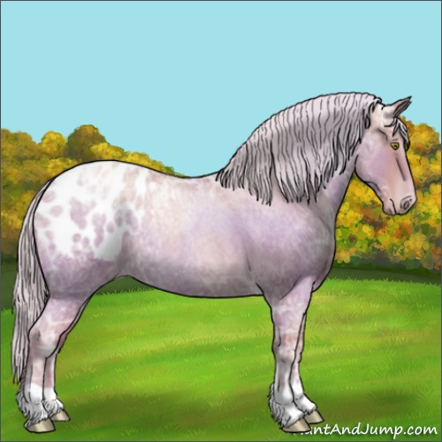 Horse Color:Silver Blue Ice Roan Pearl Appaloosa 
