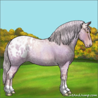 Horse Color:Silver Blue Ice Roan Pearl Appaloosa 