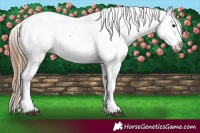 Horse Color:Chestnut Sabino Splash Appaloosa Rabicano 