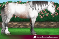 Horse Color:Gray White Spotted Bay