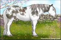Horse Color:White Spotted Silver Black Splash