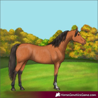 Horse Color:Bay and Bay Rabicano