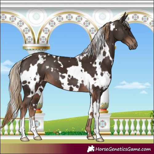 Horse Color:White Spotted Liver Chestnut
