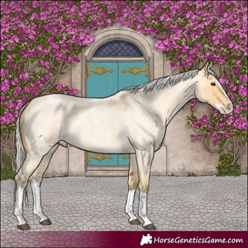 Horse Color:Silver Buckskin Roan Splash 