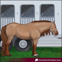 Horse Color:Red Dun 