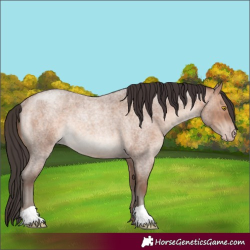Horse Color:Sable Champagne Roan Rabicano