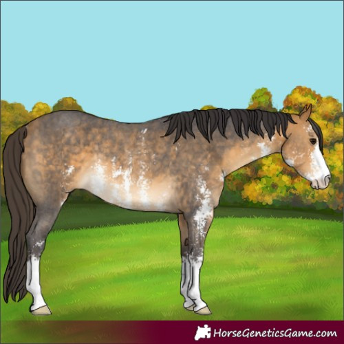 Horse Color:Buckskin Sabino Rabicano 
