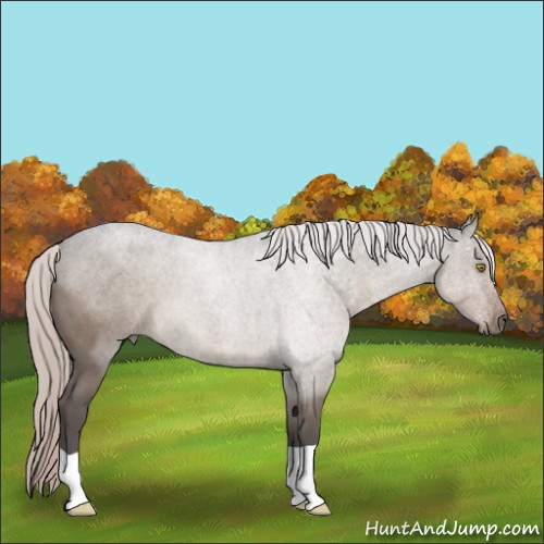 Horse Color:Silver Grullo Roan 