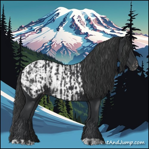Horse Color:Black and Black Appaloosa