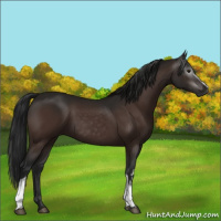 Horse Color:Gray White Spotted Brown 
