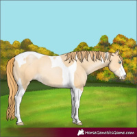 Horse Color:Buckskin Pearl Tobiano