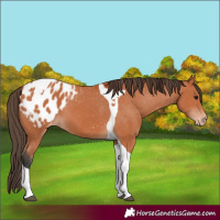 Horse Color:Bay Tobiano Appaloosa