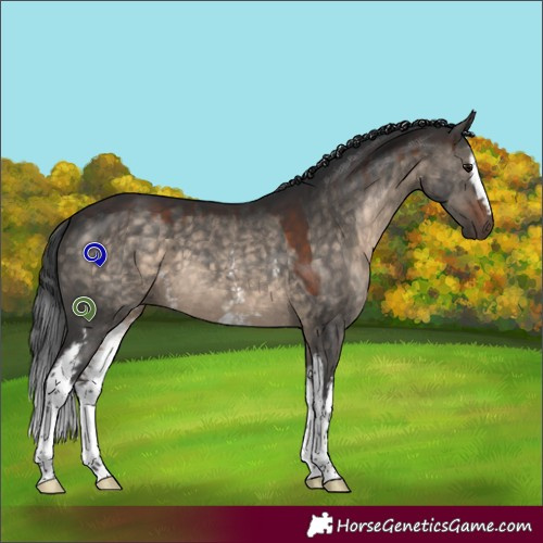 Horse Color:White Spotted Brown Dun 