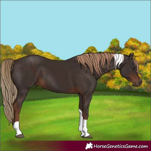 Horse Color:Liver Chestnut Tobiano 