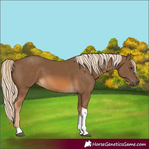 Horse Color:Chocolate Palomino Tobiano 