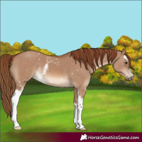 Horse Color:White Spotted Red Dun 
