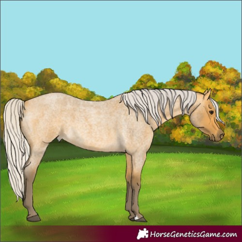 Horse Color:Silver Buckskin Roan 