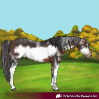 Horse Color:Bay Sabino Frame 