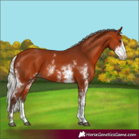 Horse Color:Silver Bay Sabino 