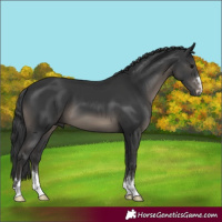 Horse Color:Black 