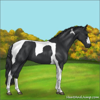 Horse Color:Black Tobiano 