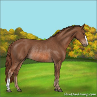 Horse Color:Chestnut Rabicano 