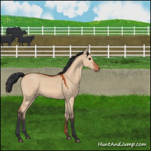 Horse Color:Bay Dun 
