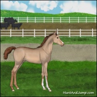 Horse Color:Red Dun 