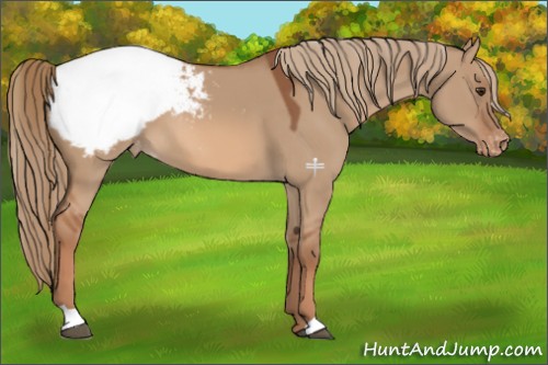 Horse Color:Red Dun Appaloosa 