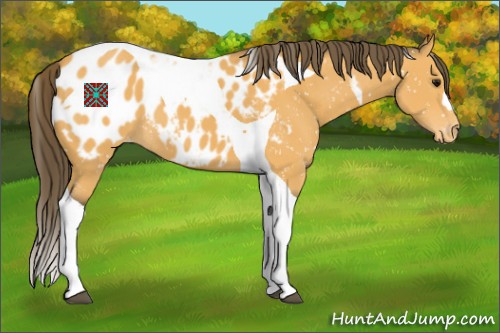 Horse Color:Buckskin Tobiano Appaloosa 