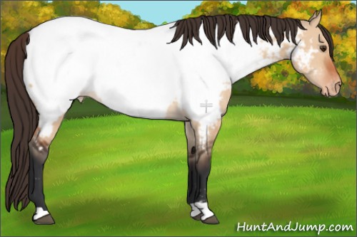 Horse Color:Bay Dun Appaloosa 