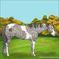 Horse Color:Grullo Splash Tobiano Appaloosa 
