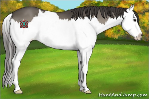 Horse Color:Smoky Grullo Splash 