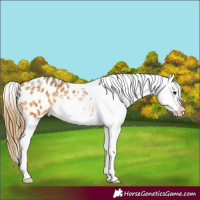 Horse Color:Buckskin Ice Splash Appaloosa 