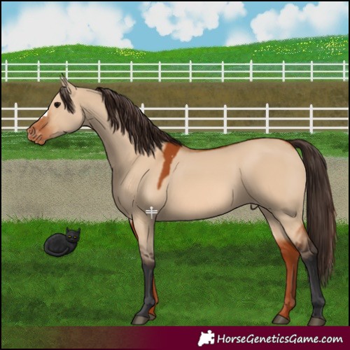 Horse Color:Bay Dun Appaloosa 