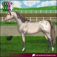 Horse Color:Bay Dun Appaloosa 