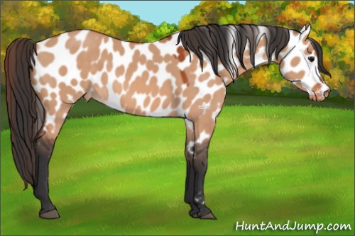 Horse Color:Bay Dun Appaloosa 