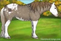 Horse Color:Smoky Grullo Splash Appaloosa 