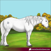 Horse Color:Gray White Spotted Silver Bay Near Leopard 