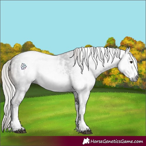 Horse Color:Gray White Spotted Silver Brown Sabino