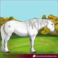 Horse Color:Gray White Spotted Silver Brown Sabino