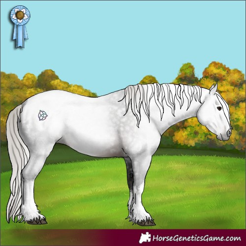 Horse Color:Gray White Spotted Silver Brown Appaloosa 