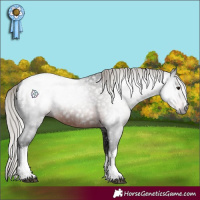 Horse Color:Gray White Spotted Silver Brown Appaloosa 